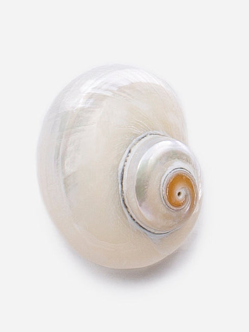 Shell Earrings by CASHFANA