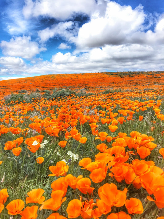 Spring Flowers >Gloomy Showers